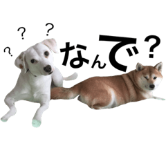 柴犬と白い雑種犬-9