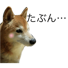 sasomie2