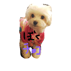 love choco