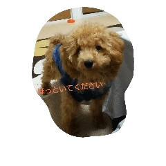 maron(*^o^*)