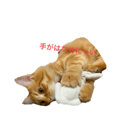 うちのねこーズ