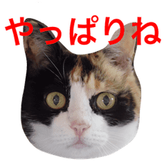 かわいい三毛猫さん Line スタンプ Line Store