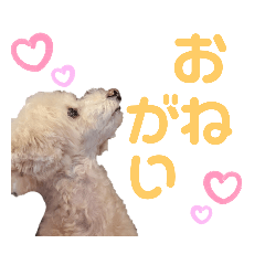 everyday enjoy coco!