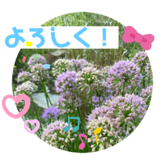 お庭のお花でこんにちは〜