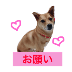 Pet dog Yuzu
