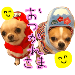 mofu mofu friends 2 Chihuahua