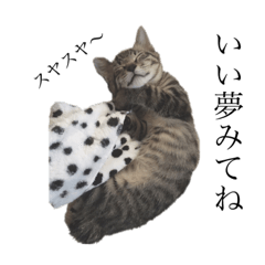 キジトラ猫りき1(日常使いにgood)