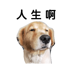 黃金老犬-徐伯虎徐啵啵 2.0