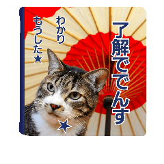 猫のナナゴン(了解・有難う・お休み1)