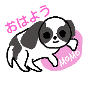 Mr.Momo who likes a Shih Tzu very much.