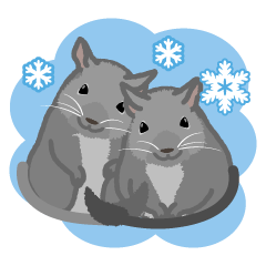 winter degu sisters