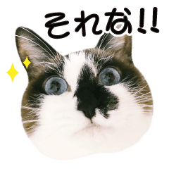 Uchinoko STAMP toroshira