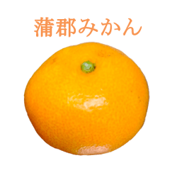 Gamagori-Orange