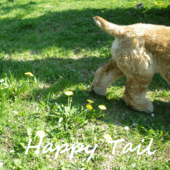 HAPPY TAIL