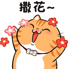 Happy fat orange cat's daily life
