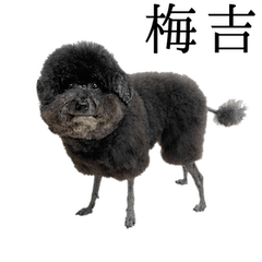 sheep cut dog UMEKICHI
