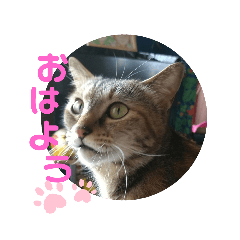 おててが邪魔すたんぴ