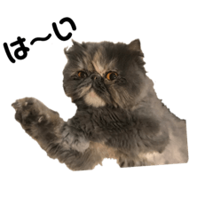 00nyanko's00