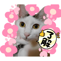 orange_20211123175029