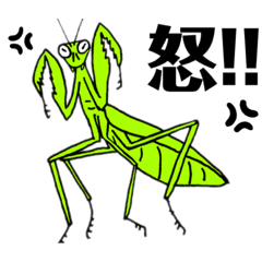 angry, screaming, mourning, mantis.