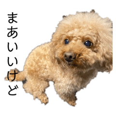 The Poodle dog  Shi-chan stamps