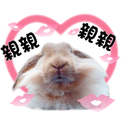 叮咚的貴妃日常