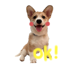 柯基犬-飯糰弟弟