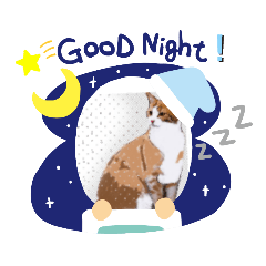 小貓咪 (๑¯◡¯๑)