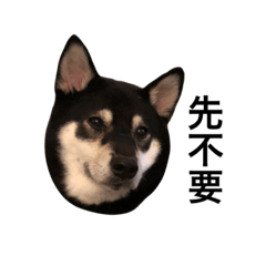 Dowu blackshiba_20211123232519