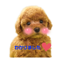 napi_20211125004605