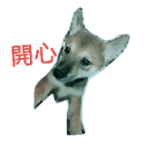 Shiba Inu.NANA