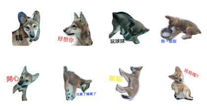 Shiba Inu.NANA