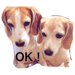 ビーグル犬 太郎 花子 Line スタンプ Line Store