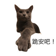 Rainbow #cat Rainbow #cat