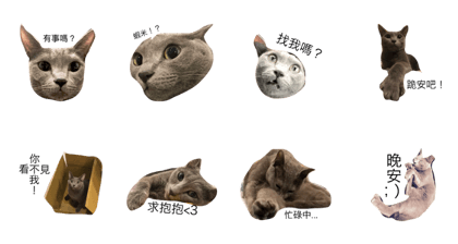 Rainbow #cat Rainbow #cat