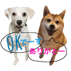 柴犬と白い雑種犬-10