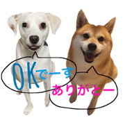 Shiba Inu and Miscellaneous Dog-10