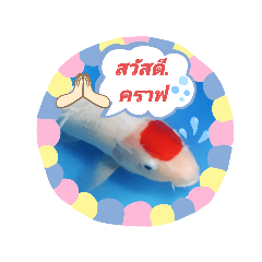 Poom Carp Fish_Koi Farm