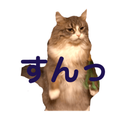 うちのねこーズ2