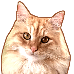 fluffy Siberian cat for your chat2