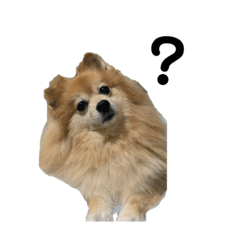 Pomeranian RUN