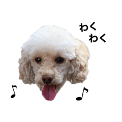 Apricot toy poodle Leon with his friends