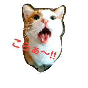 marimo-cat