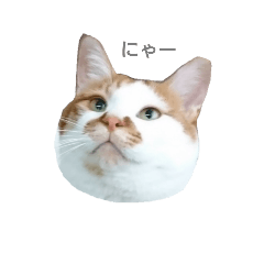 Healing of familys mind,cute cat Shuhei.