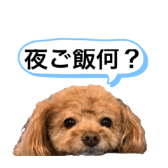 SUZU_20211125202529