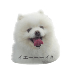 pomeranian dog shiromaru3