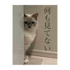 saya_20211125224457