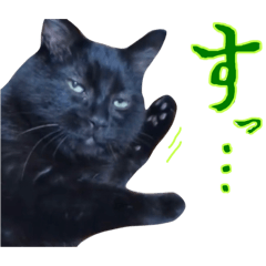 黒猫トムチ5