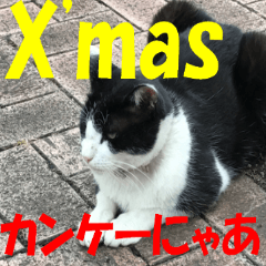 Xmas Christmas cats sticker