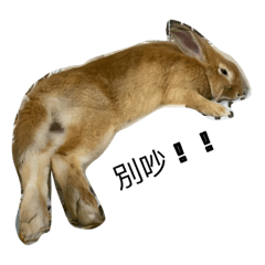 大牙 二牙 薯餅 QQ